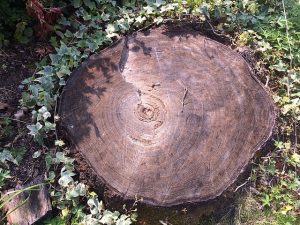 Tree Stump Removal 317-537-9770