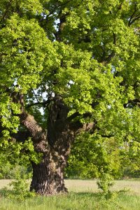 Oak Tree Removal 317-537-9770