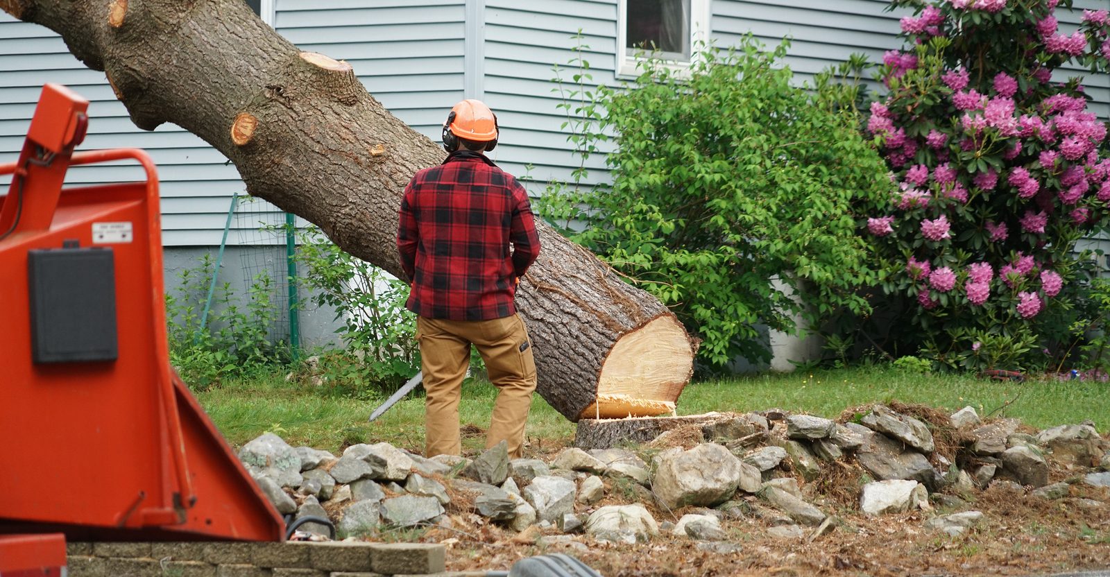 The Standard Process of Removing a Tree Tree Service Fishers, Indiana