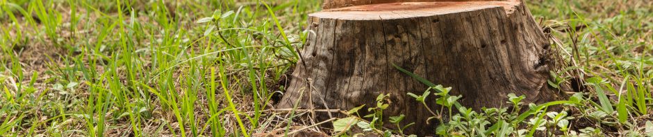 Fishers Tree Stump Removal