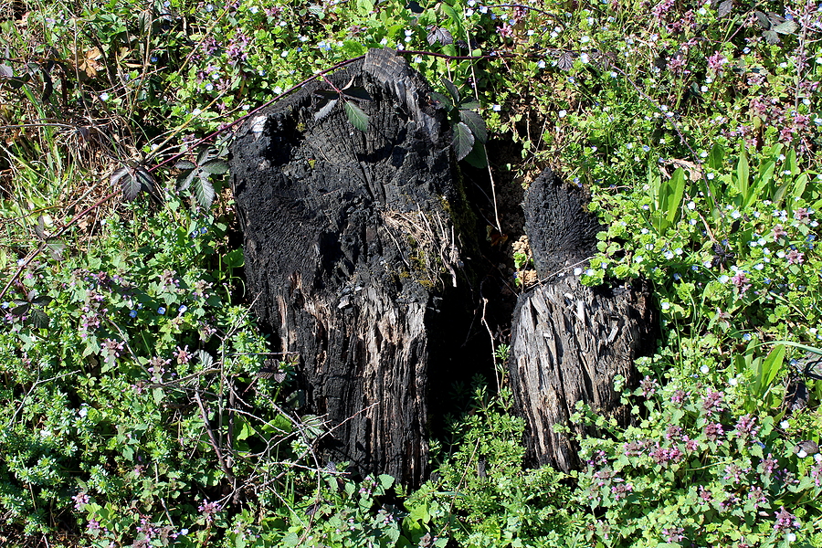 Fishers Tree Stump Removal 317-537-9770