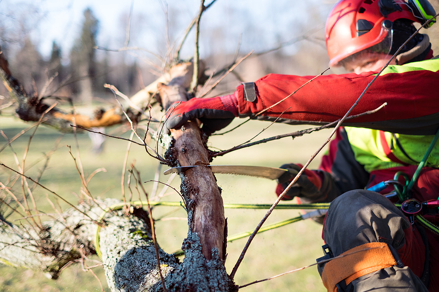 Fishers Indiana Residential Tree Service 