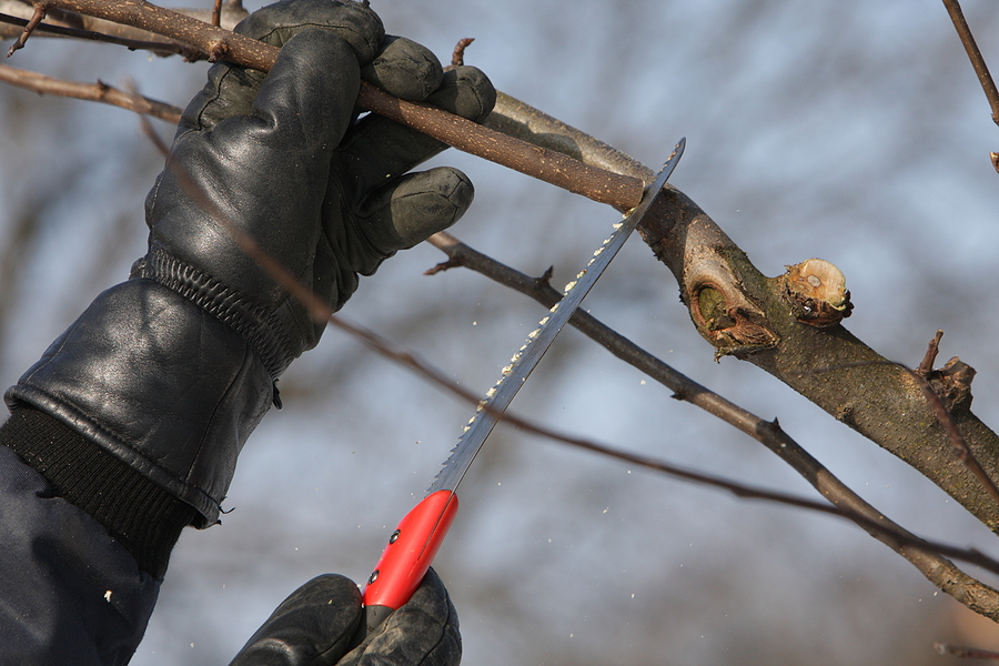 Fishers Indiana Tree Pruning 317-537-9770